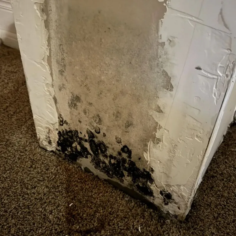 Professional Mold Removal in Kenton, OR
